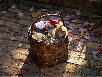 Switch《龙最强王图鉴》新情报 7月4日发售